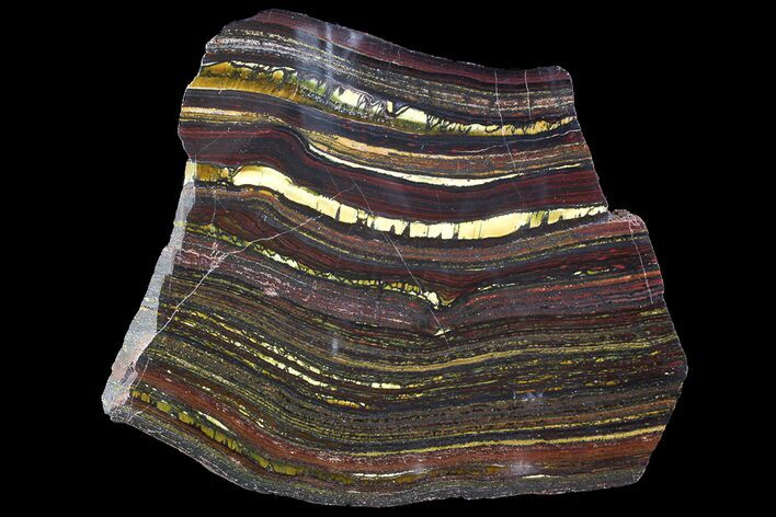 Polished Tiger Iron Stromatolite - ( Billion Years) #92824